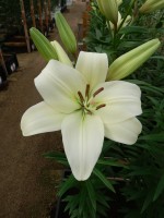 [4038 Merluza No02.JPG]